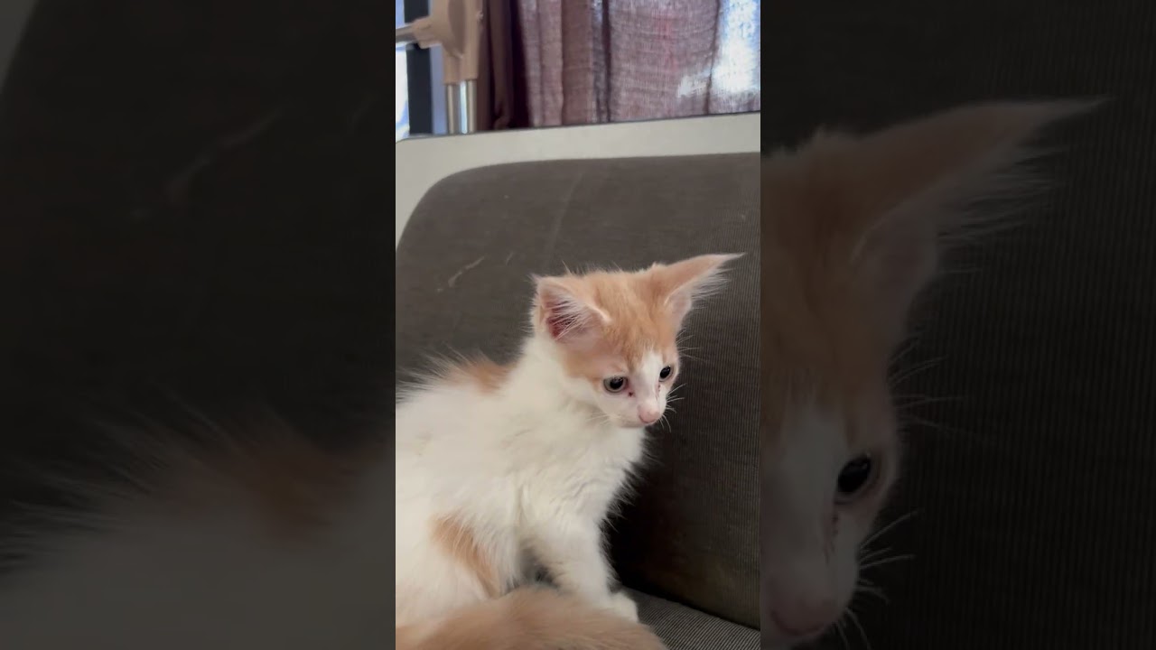 メインクーン とっても可愛い子猫！淡い色が素敵なクリーム系の子猫ちゃん