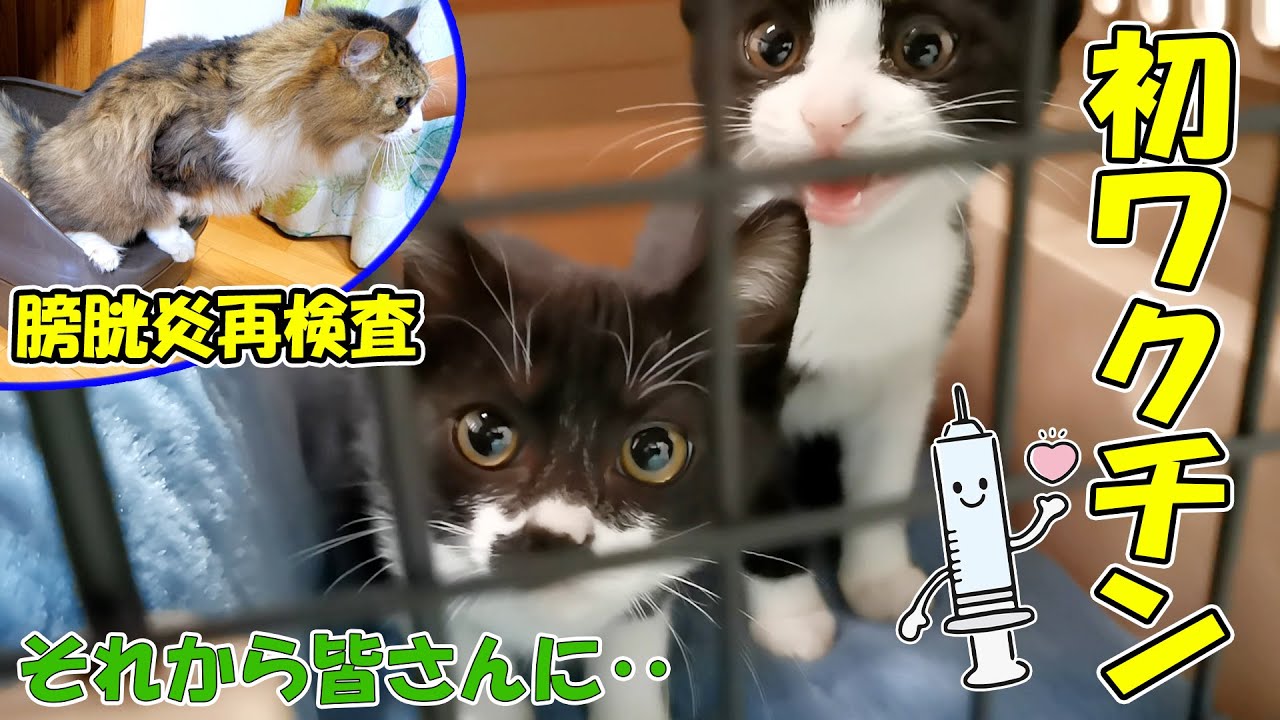 ボス吉の膀胱炎再検査🐈子猫達の初ワクチン🐈それから皆さんに質問があります【仲良し子猫姉妹の成長記録】