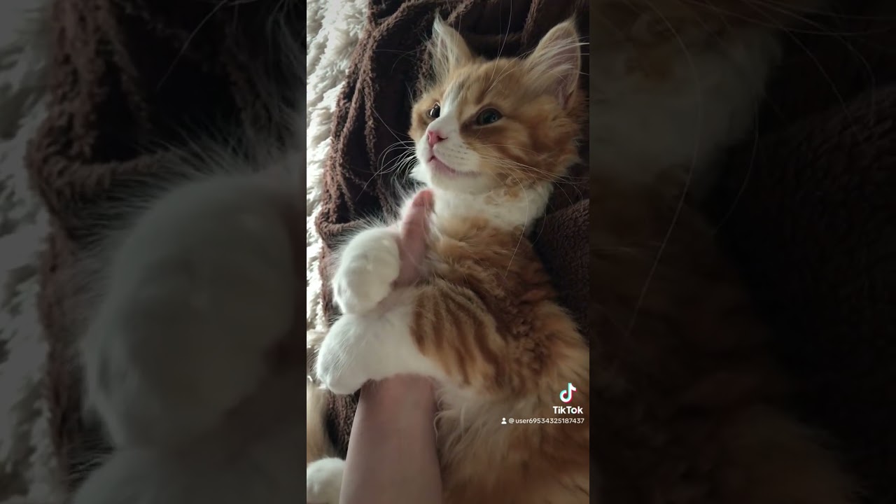ぎゅっとする仔猫　#ラガマフィン　#ねこ動画 #猫のいる暮らし #ねこ #癒やされる #猫のいる生活 #猫好きさんと繋がりたい #ねこのいるくらし #癒し
