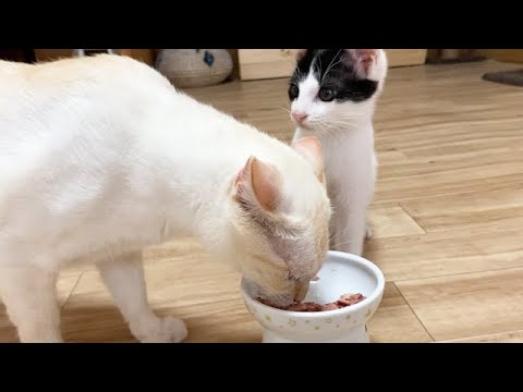 急にご飯を食べられてビックリする子猫