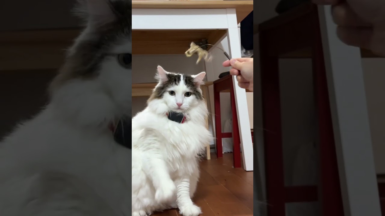 Apple製品をこよなく愛するノルウェー猫　#ノルウェージャンフォレストキャット  #cat  #cats  #猫のいる暮らし