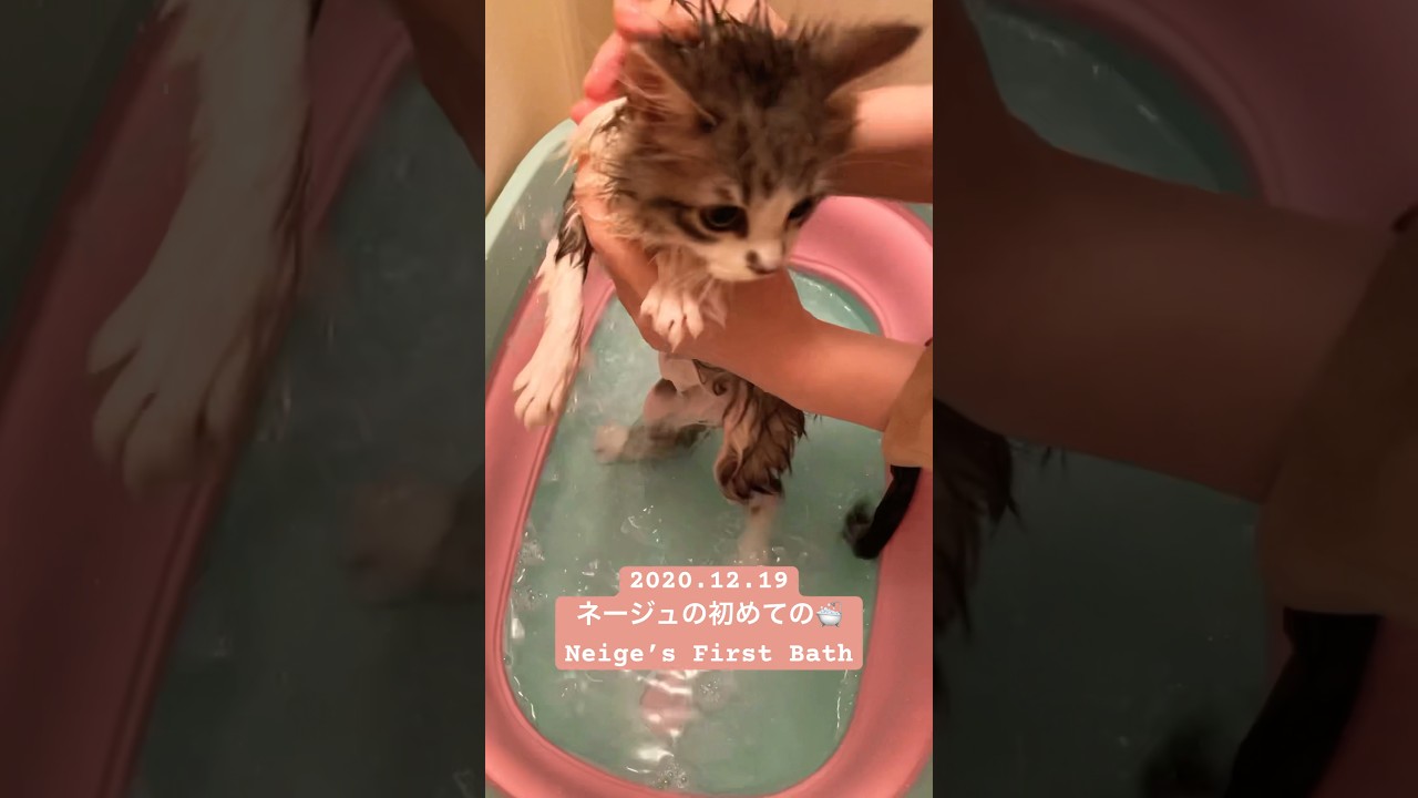 子猫の初めての🛁kitten’s First Bath #猫 #子猫 #風呂 #ラガマフィン #shorts #cat #kitten #short #bath #cute #pets #funny