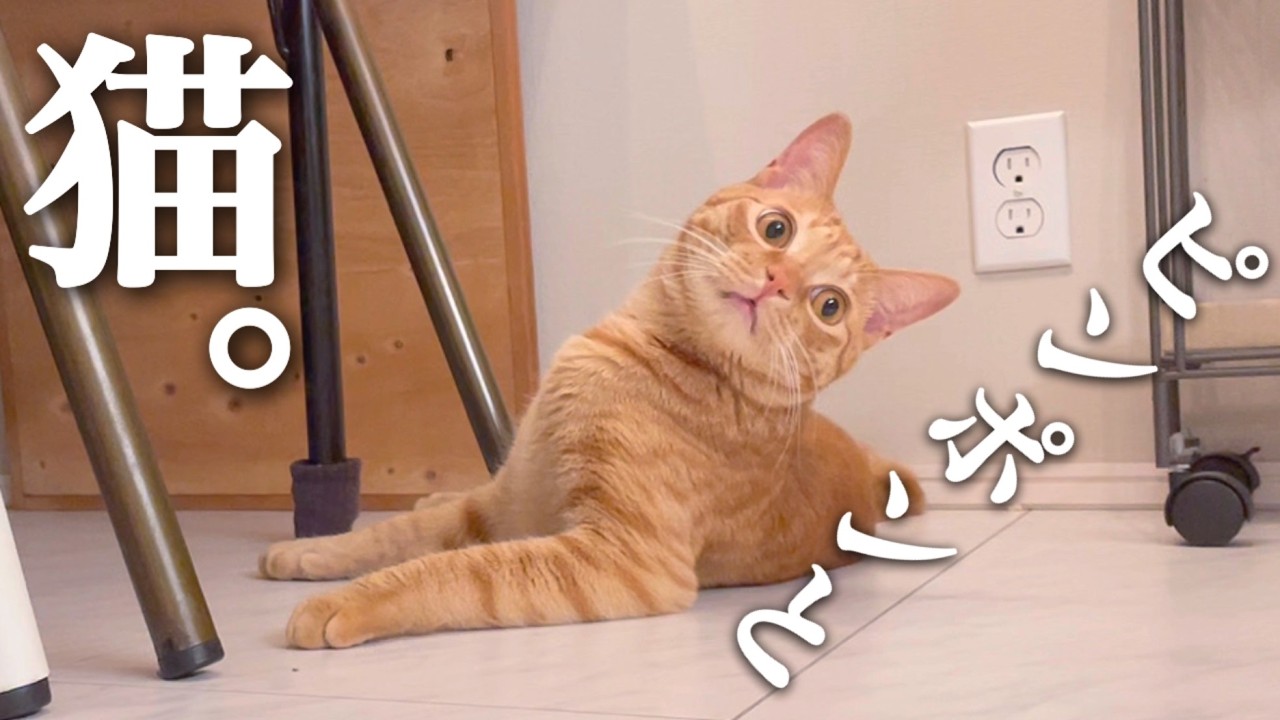 ピンポンおっさんとまん丸お目々のスフィンクス猫