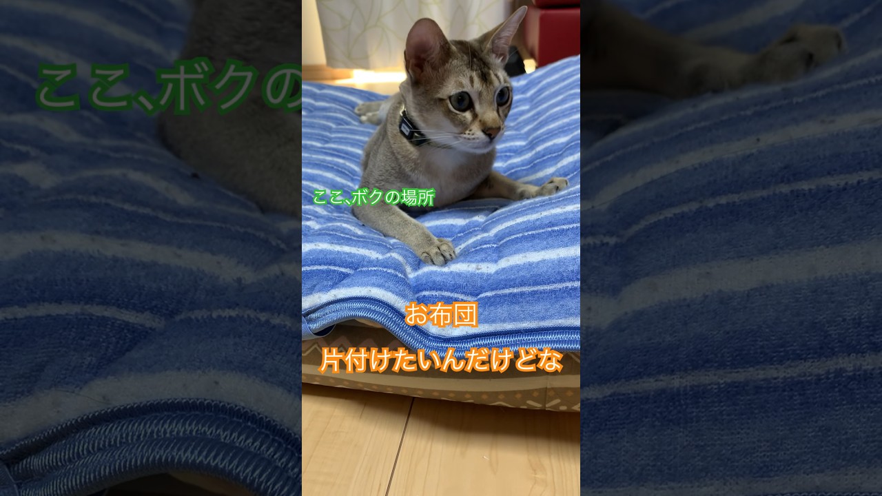 ここが良いんだもん　#猫のいるくらし　#シンガプーラ