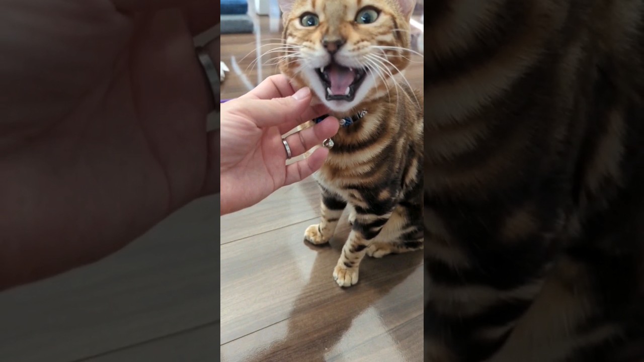 ベンガル猫🐱うりちゃん。今日もかわいい🌠おやつは何かな？ #ペット #shorts Bengal cat 🐱 Uri. Today is also cute 🌠 what's the snack?