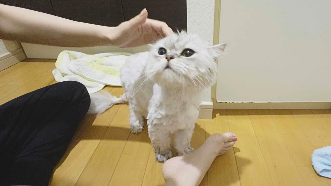 【ペルシャ猫】お風呂に入ってさっぱりした猫がご褒美のおやつをもらえて大満足したご様子です！
