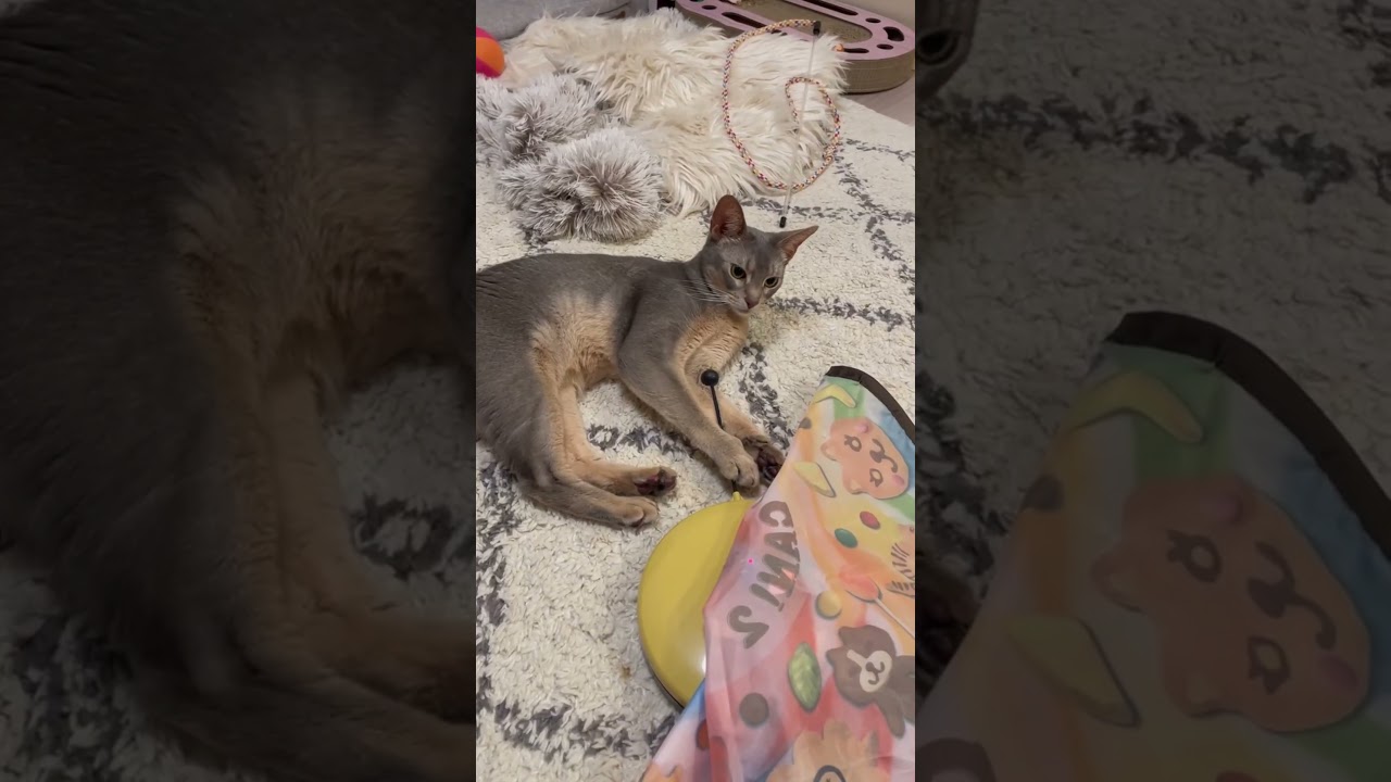 うちの猫さん【キャッチミーイフユーキャン】デビューしました #shorts #猫 #アビシニアン