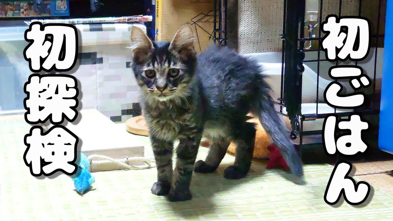 保護子猫の初ご飯！そしていよいよお家探検だ！【トライアル初日中編】【スコティッシュフォールド＆保護猫】