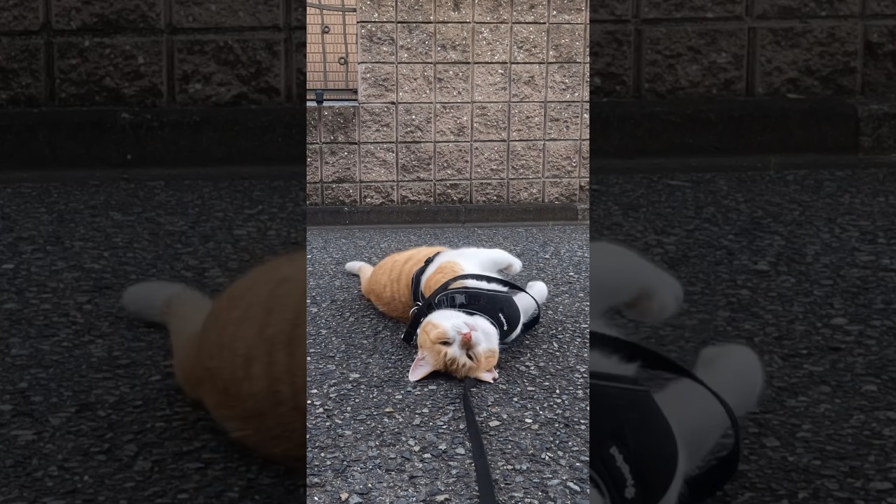 マンガみたいにコテっと倒れる猫　#元野良猫チャチャ #猫武将 #ネコ #ねこ #猫 #猫侍 #チャチャ