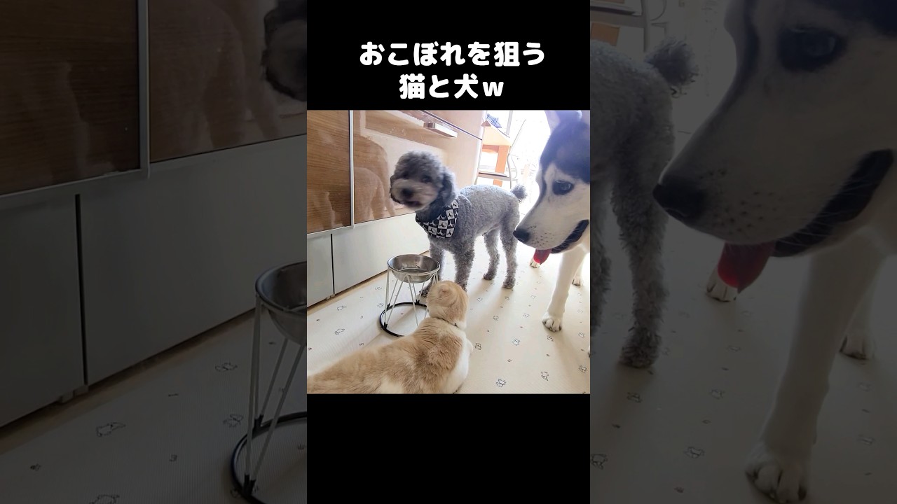 おこぼれを狙う猫と犬...笑#shorts