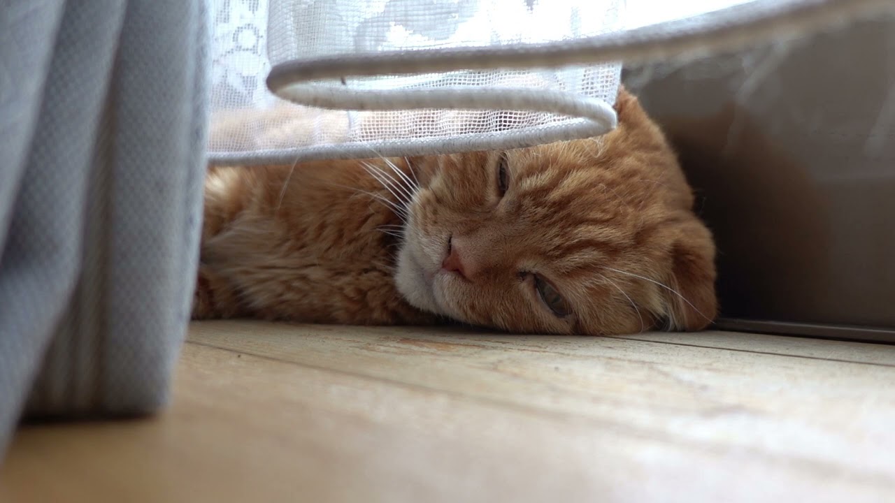 くつろぐ社長 Relaxing president #猫 #スコティッシュフォールド #猫動画 #cat #scottishfold #catvideos