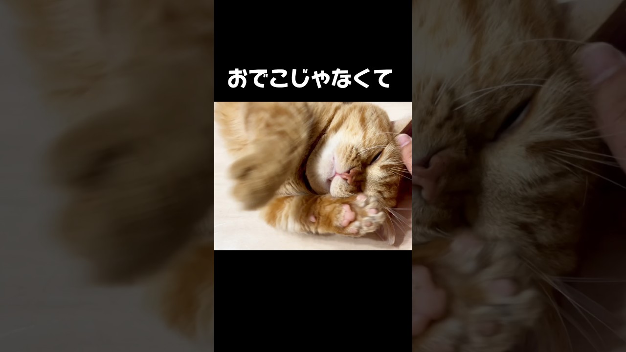 そこはちがうのん！ #猫 #マンチカン #shorts