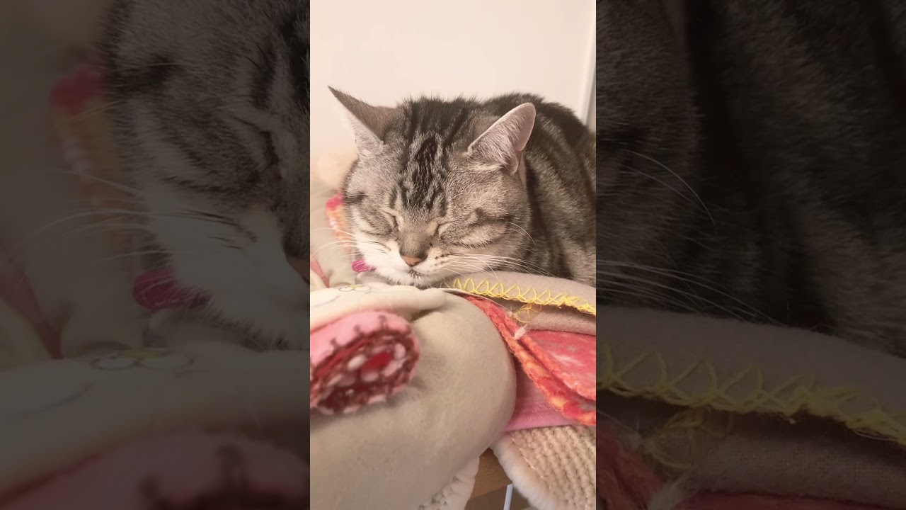 ぐっすり寝てます #shorts #猫 #アメリカンショートヘア