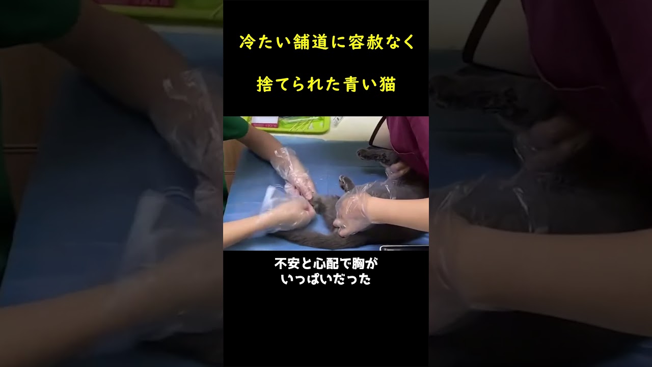 痛みと無力感に震えた捨て猫！！🐈