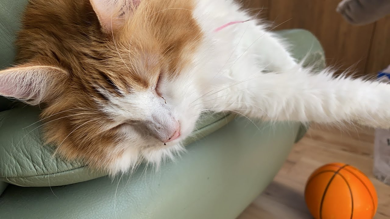 朝の猫タイム！【マリー（メインクーン）】