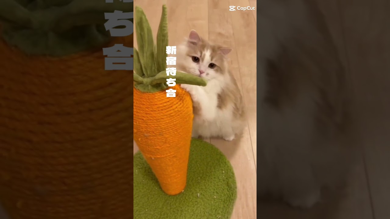 我が家のハンサムボーイたち     #ラガマフィン #猫のいる暮らし