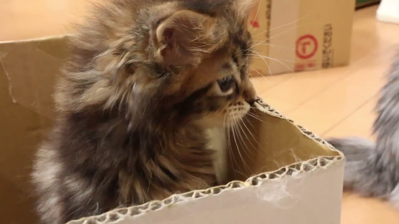 ブラウンのメインクーン子猫ちやはちゃん
