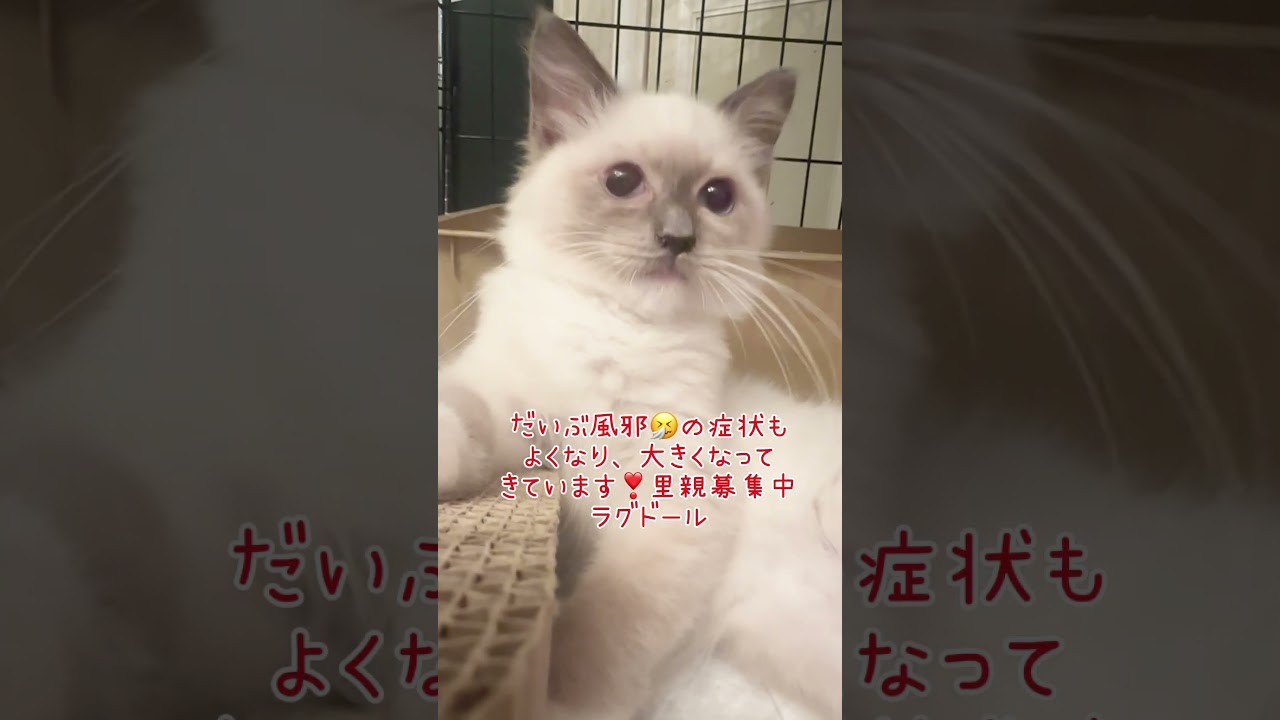 #ラグドール　子猫ちゃん#里親募集中子猫アゴはネコ #里親募集中
