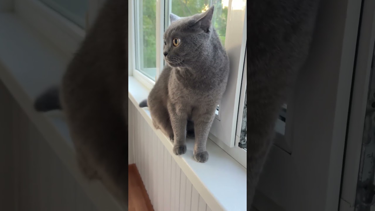 Unveiling the Hidden Charms of the Adorable Brown Cat 😸❤️ #cats #catvideos