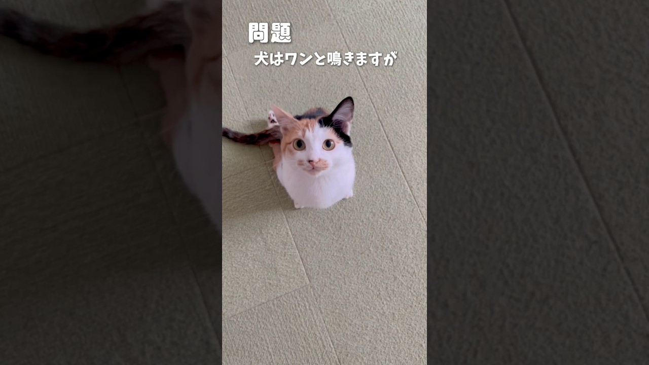 クイズ早押しにゃん❣️#かわいい猫  #早押しクイズ  #保護猫