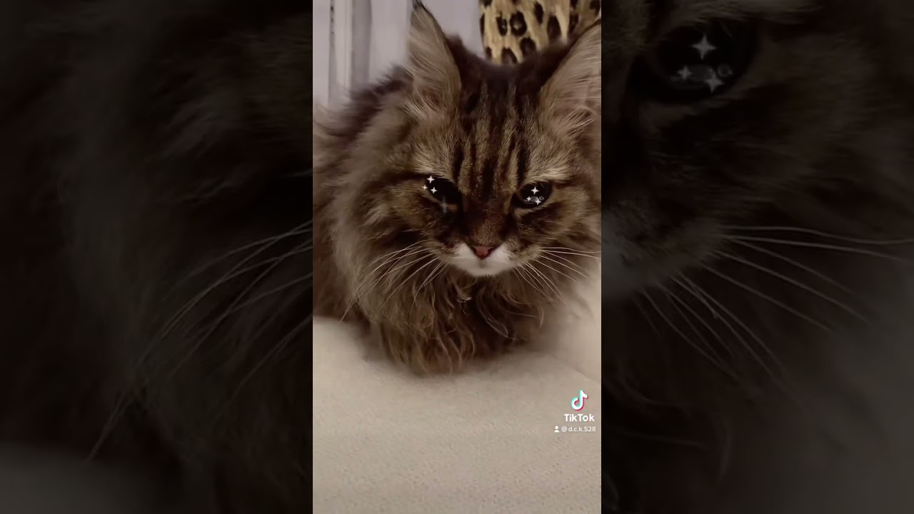 怒られちゃって【スコティッシュフォールド】#shorts #スコティッシュフォールド #猫