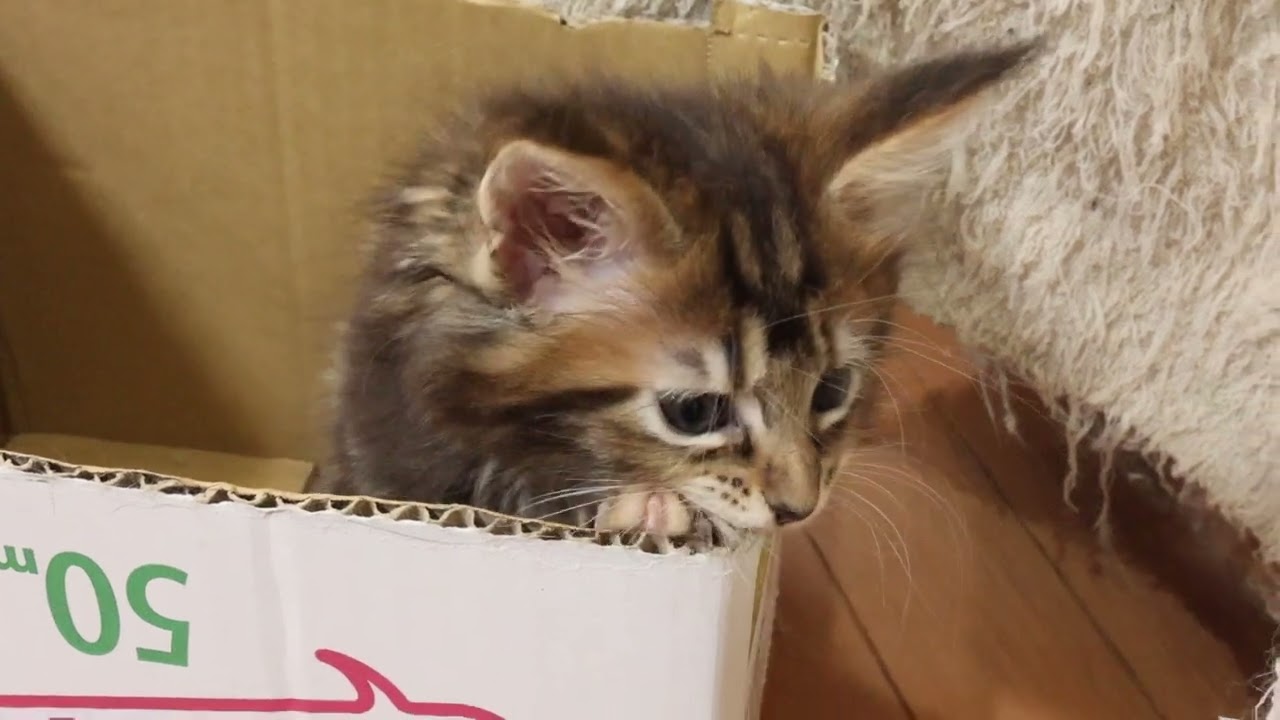 ブラウンのメインクーン子猫ちやはちゃん