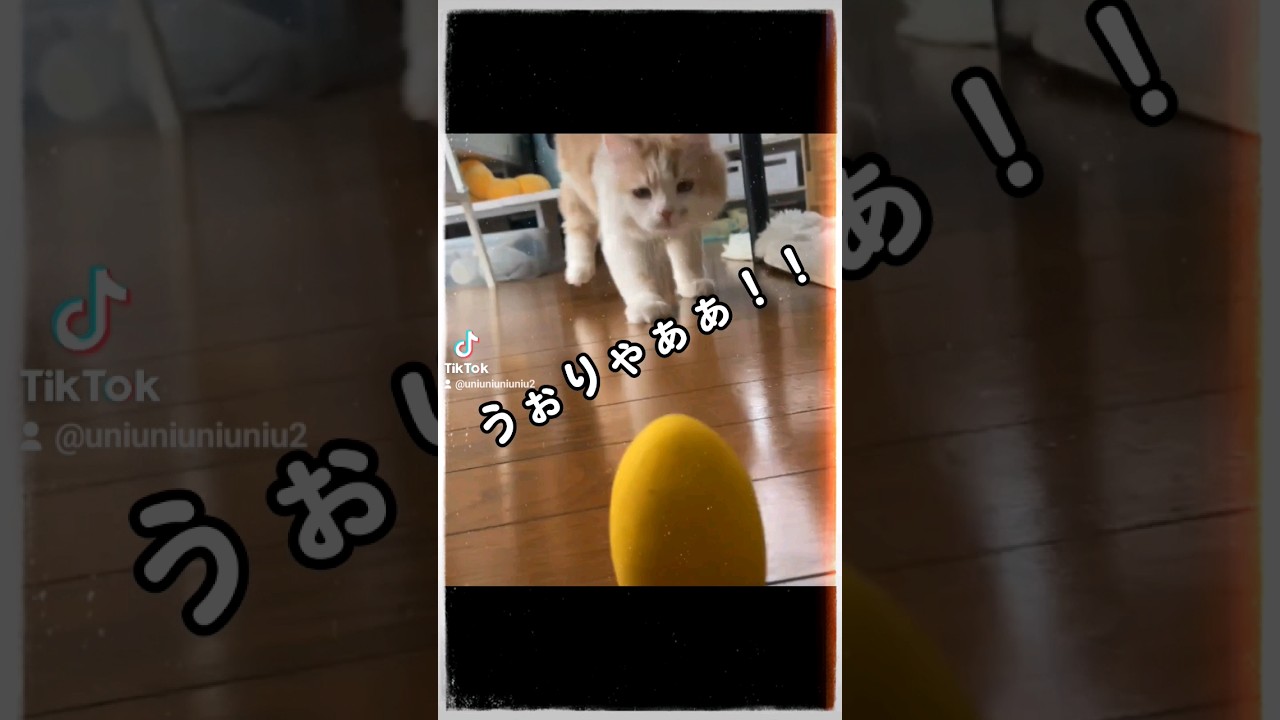 一生懸命な子猫が可愛すぎた #ラガマフィン #猫動画 #cat #子猫 #おつかれさま