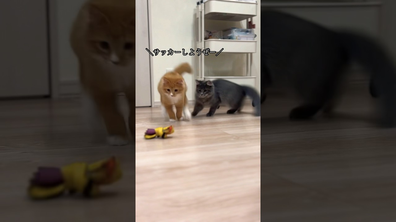 エコバックでサッカーするサイベリアン #猫#cat#サイベリアン#Siberian#子猫#고양이#猫のいる生活