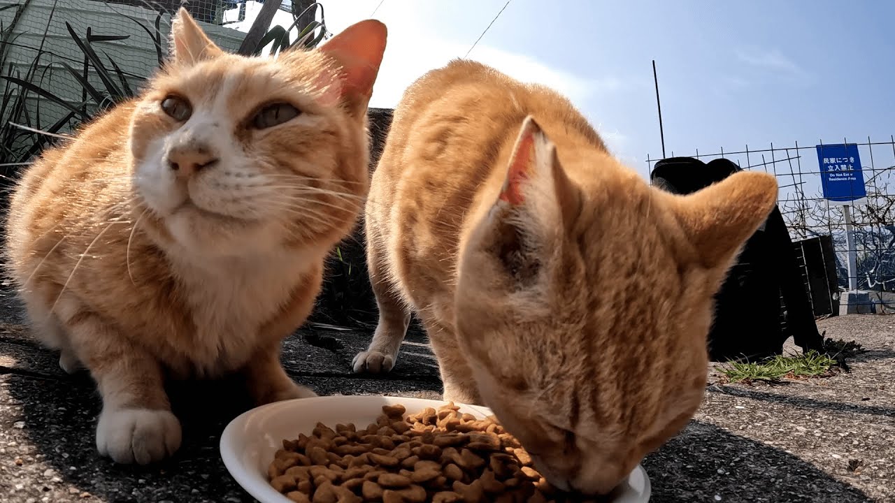男木島　神社の３兄弟にカリカリをあげていたら匂いを嗅ぎつけた仲良しの茶白猫も欲しそうな顔をしてやってきた