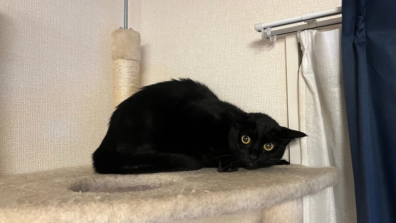 大きな地震にびっくりしちゃった猫