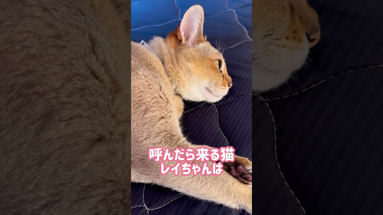 段ボールに座るレイちゃん #シンガプーラ #cat #shorts