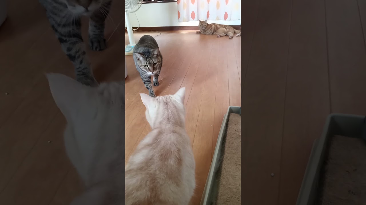 ライチに怒られる大吉　　　　 #cat #日本猫 #babyanimal
