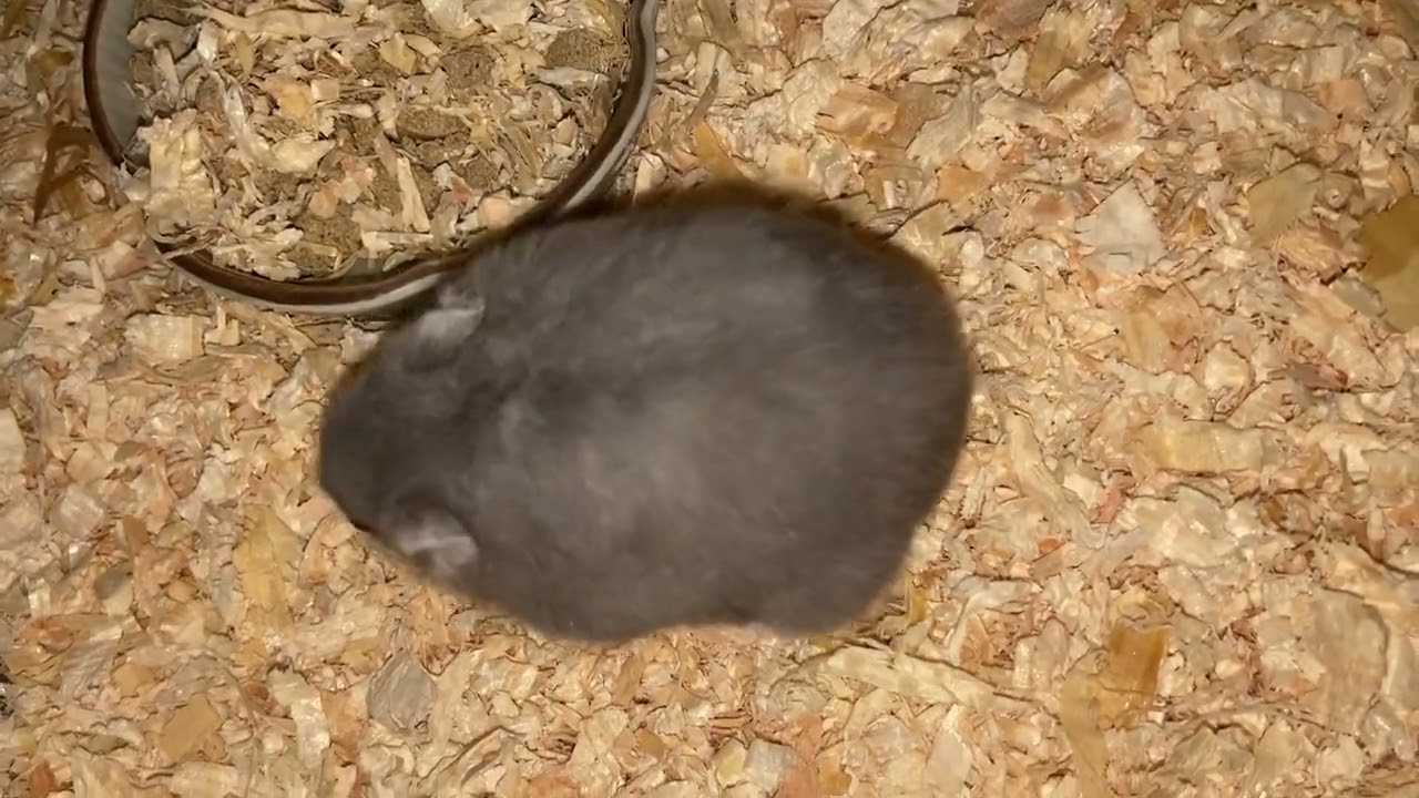 【ハムスター】ごはんを 食べてる ごまめちゃん～ジャンガリアンハムスター～