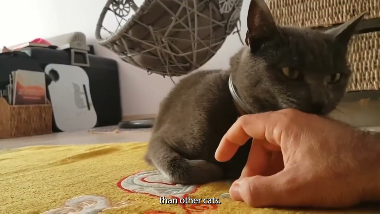 Korat cat care and characteristics
