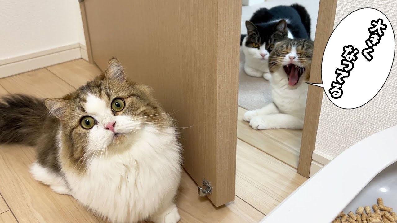 3ヶ月ぶりに子猫のらいくんとぽこ太郎が再会した結果、こうなりました…笑