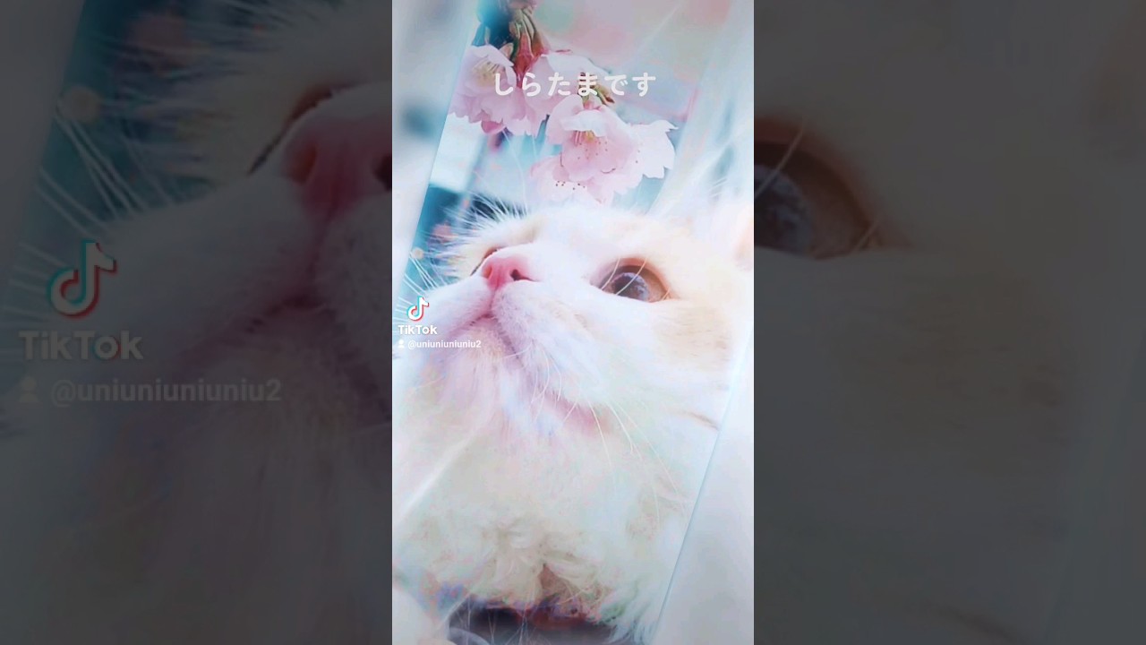 【子猫】春を見つけたねこ #ラガマフィン #猫動画 #cat