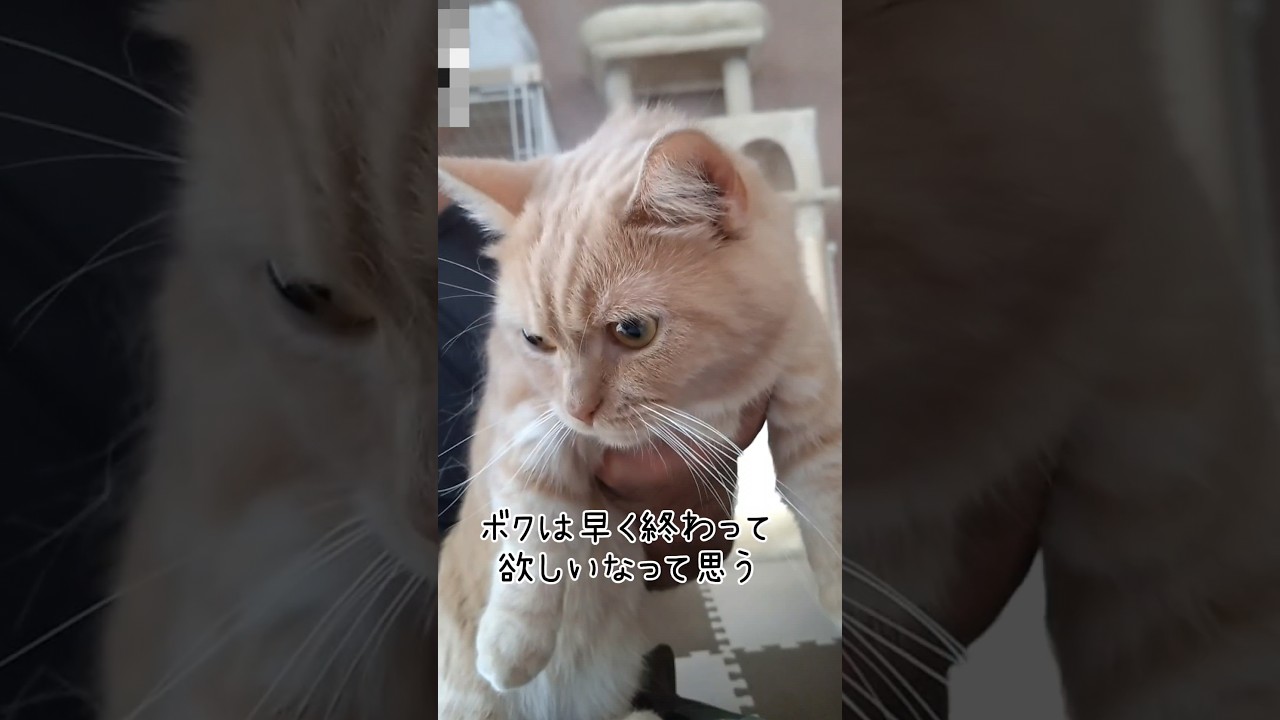 【少年時代のマンチカン】 #shorts #猫 #ねこ #cat