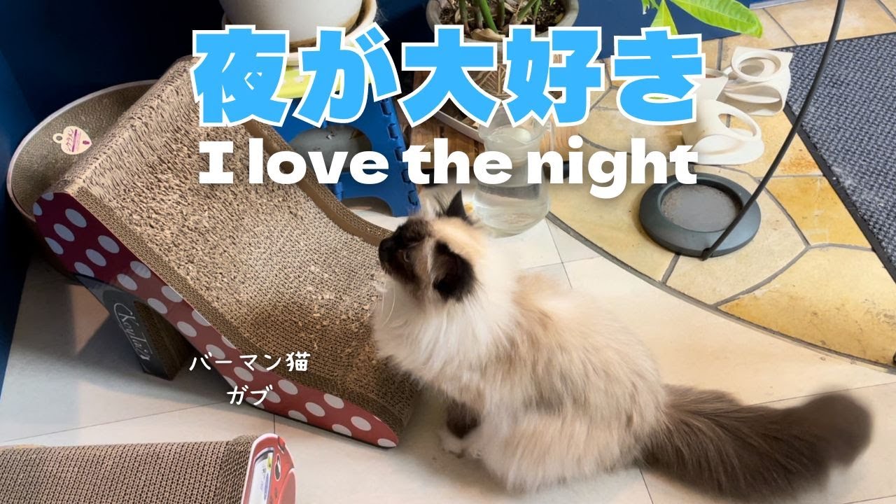 バーマン猫ガブ【夜が大好き】I love the night（バーマン猫）Birman/Cat