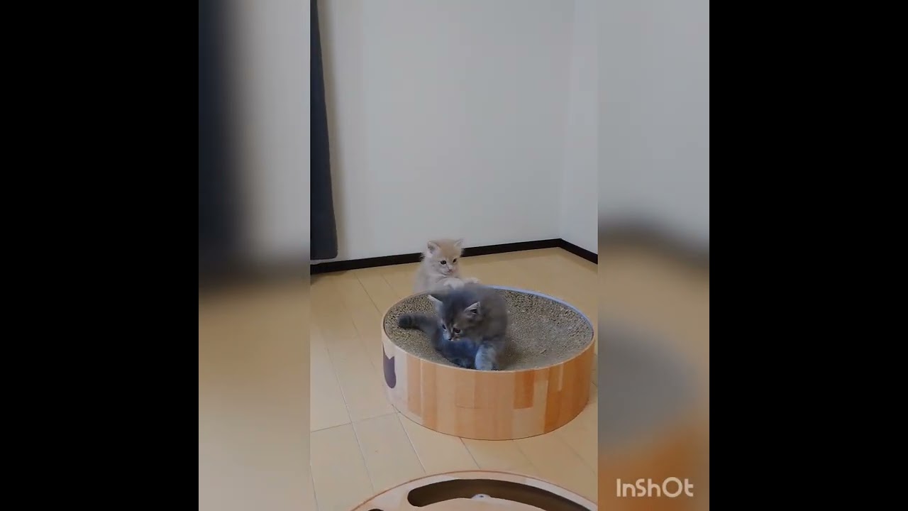 サイベリアン 【トリプルコート】人気のクリーム系女の子(=^・^=)