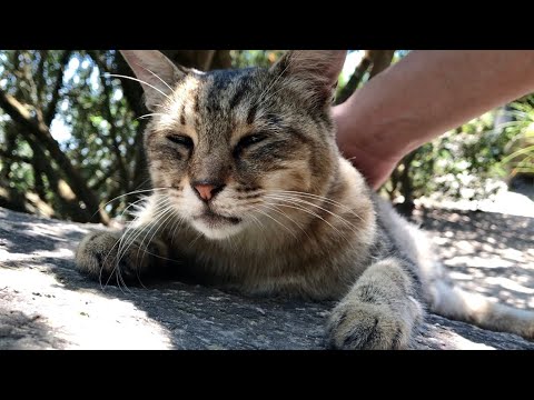 岩場に体つけて涼む甘えん坊猫たちを順番にナデナデ