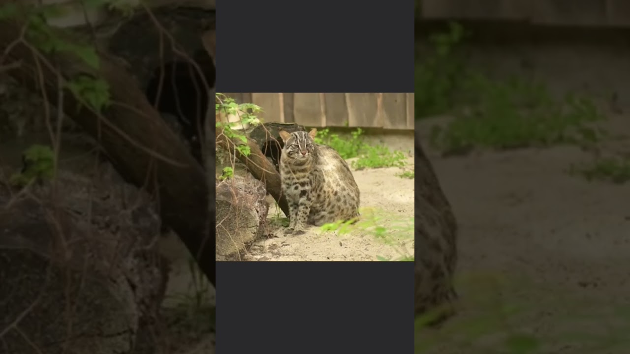 The Amur leopard cat