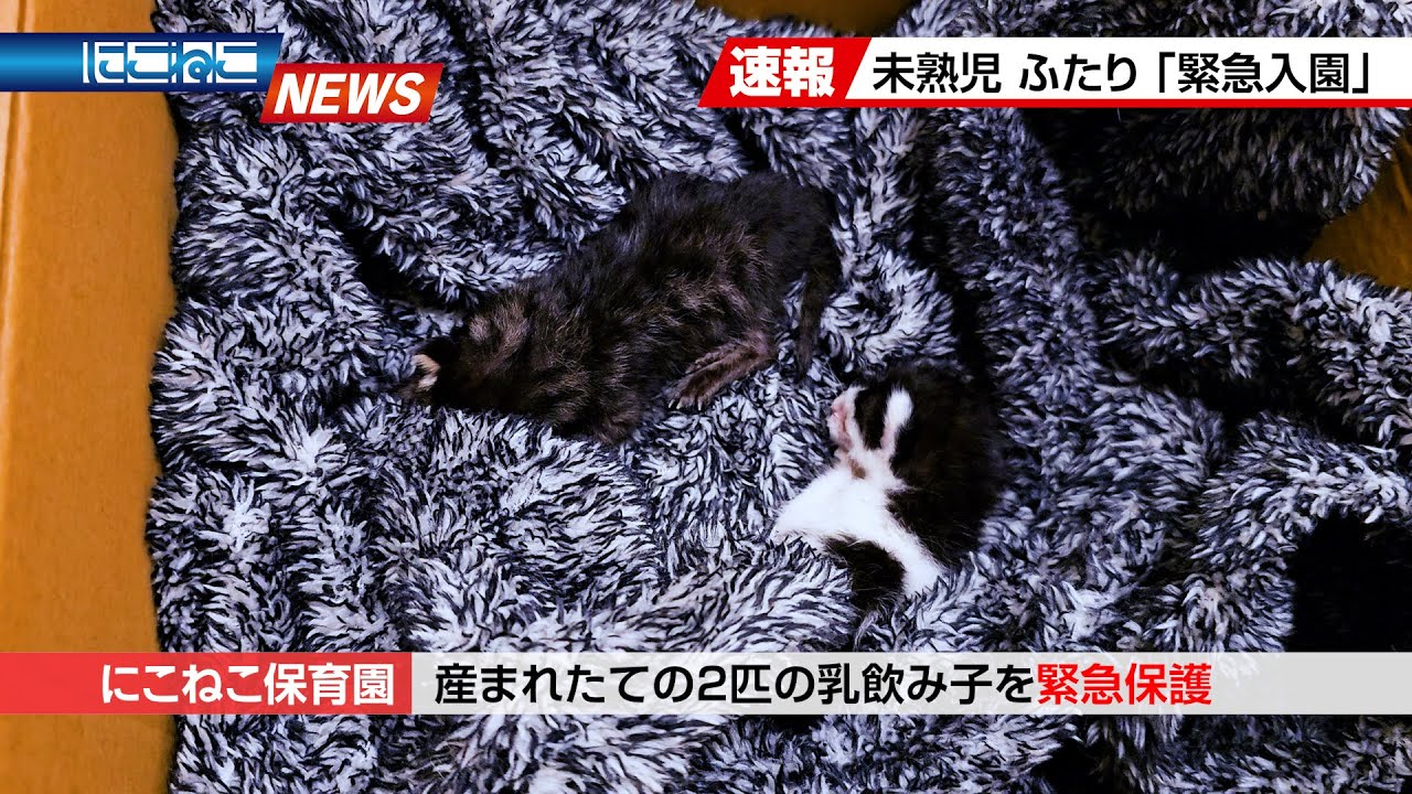 【にこねこ速報】また...未熟児の乳飲み子がご入園しました