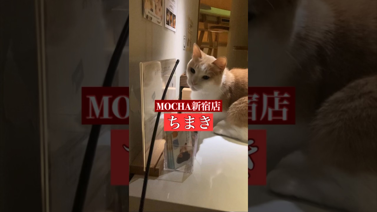 🐱ちまき🐱　猫カフェMOCHA新宿店　(マンチカン♂)　2024/7/10 撮影分　　#日替わり猫カフェにゃんこ