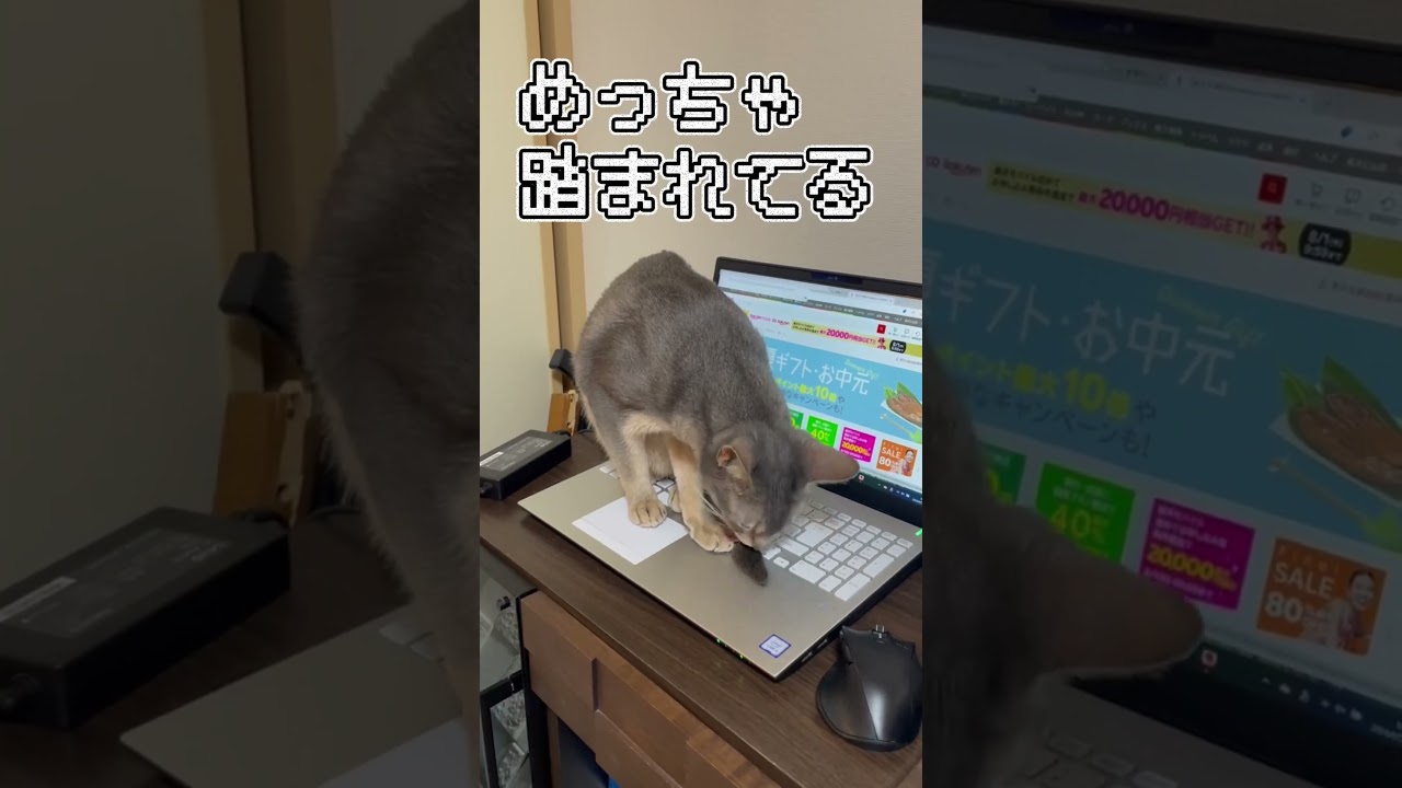うちの猫さんにパソコンを踏まれる！ #shorts #猫 #アビシニアン