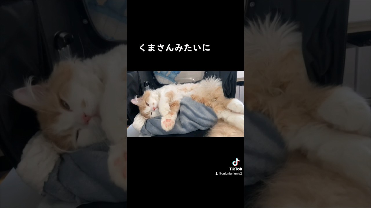 【子猫】猫界のテディベアの威力 #ラガマフィン #猫動画 #cat #子猫