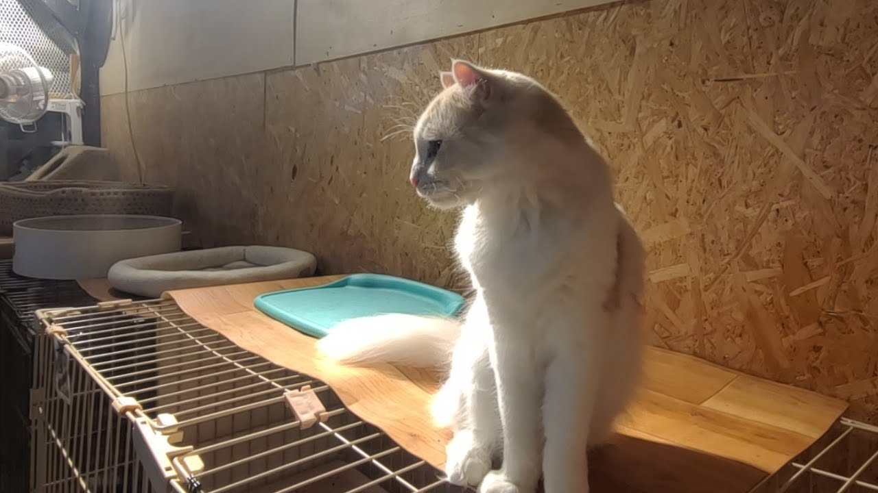横向き配信出来るかな？😹Smile to Heart 【保護猫シェルター】 がライブ配信中！