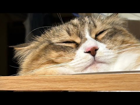 長毛保護猫メルちゃん暑そうにしてますが順調に巨大化してます。