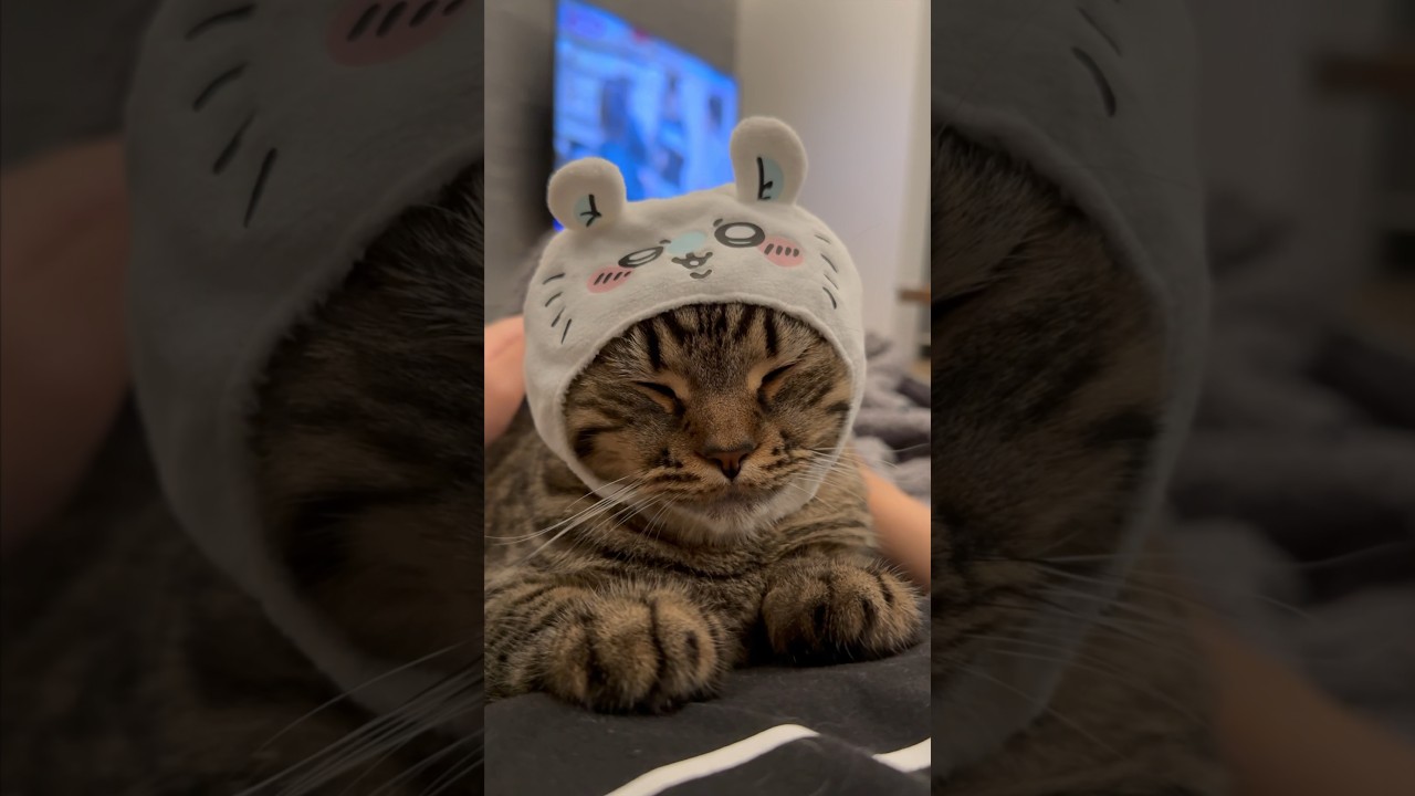 【猫動画】ちいかわ効果で落ち着く猫が可愛すぎる!! #shorts