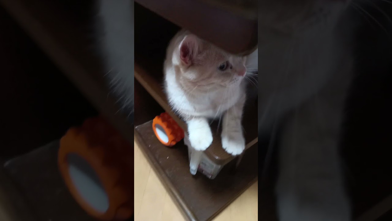 協力的なライチ　　 #cat #日本猫 #babyanimal