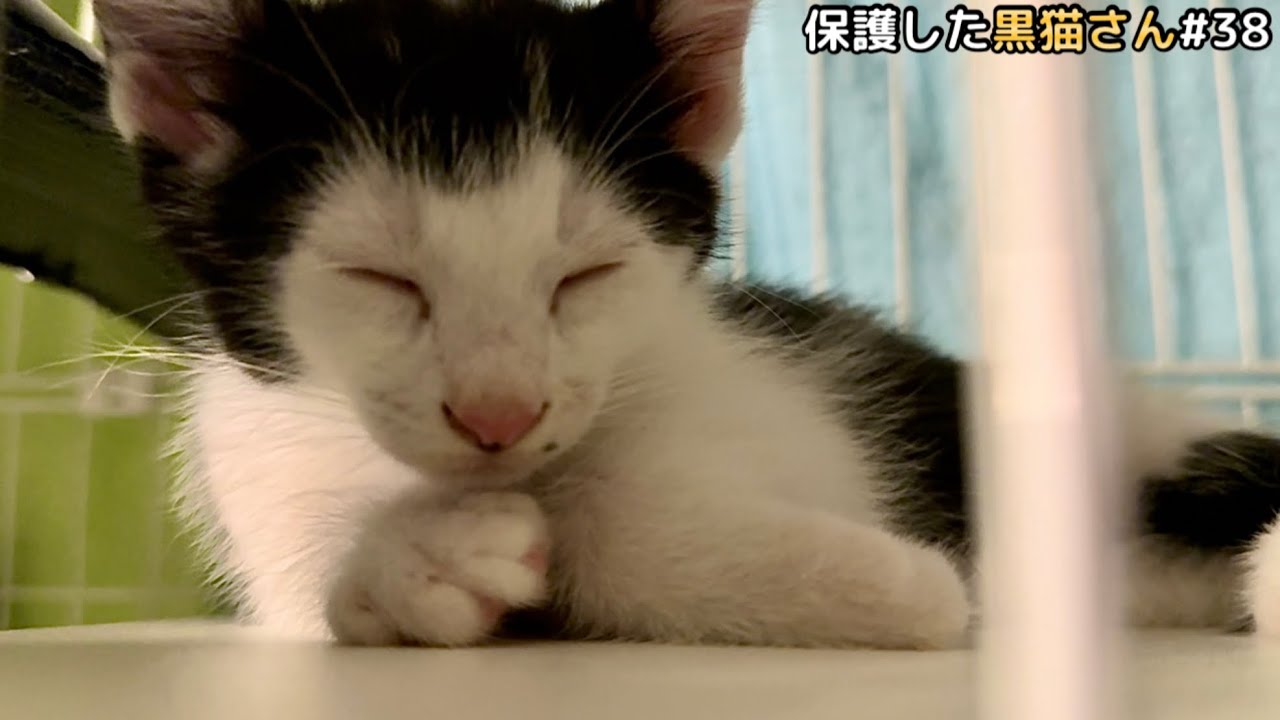 お母さん猫が居ない初めての夜を過ごす子猫4兄弟。